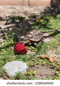 Baby California Desert Tortoise Eating A Plum