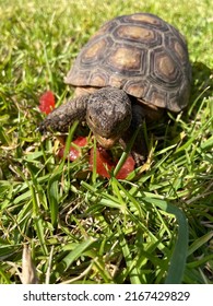 Baby California Desert Tortoise On Grass