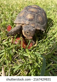 15,851 Tortoise baby Images, Stock Photos & Vectors | Shutterstock