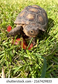 Baby California Desert Tortoise On Grass