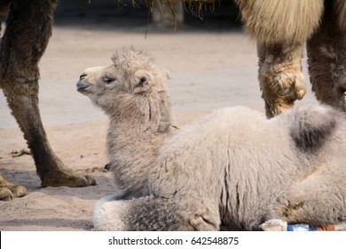 Baby Camel 