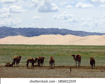 Baby Camels In Mongolian Gobi