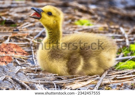 Baby Canada Goose Gosling At Presque Isle State Park