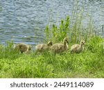 Baby Canadian geese, goslings enjoying a beautiful spring day within the wetlands of the Bombay Hook National Wildlife Refuge, Kent County, Delaware.