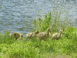 Baby Canadian Geese, Goslings Enjoying A Beautiful Spring Day Within The Wetlands Of The Bombay Hook National Wildlife Refuge, Kent County, Delaware.