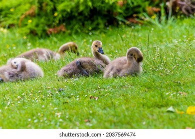 A Baby Canadian Geese Looks Alert Beside In A Lake In A Park In Haywards Heath, Sussex, UK In Early Summer