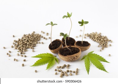 Baby cannabis growing plant raw hemp seed green leaves detail