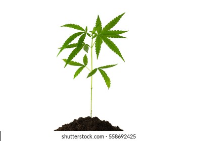 Baby Cannabis Plant In A Flower Pot Isolate On White Background