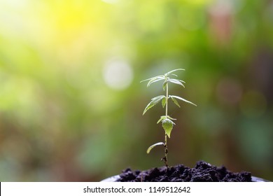 Baby Cannabis Plant Vegetative Stage Marijuana Stock Photo 1149512642 ...