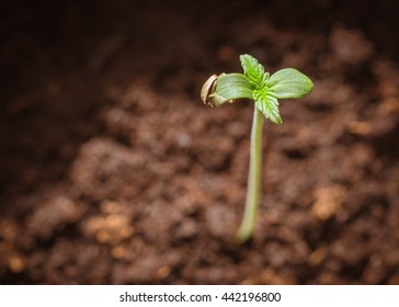 Baby Cannabis Plant. Vegetative Stage Of Marijuana Growing.