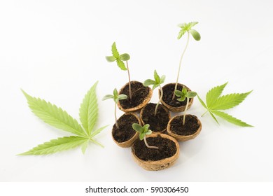 Baby Cannabis Plant Vegetative Stage Marijuana Stock Photo 590306450 ...