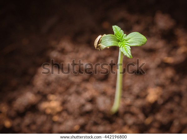 Baby cannabis plant. Vegetative stage of\
marijuana growing.