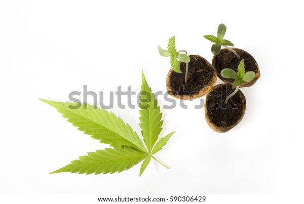 Baby Cannabis Plant Vegetative Stage Marijuana Stock Photo 590306429 ...