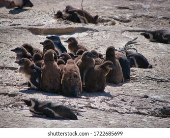 Baby Cape Penguins Huddling Together At Boulders Beach In Cape Town, South Africa