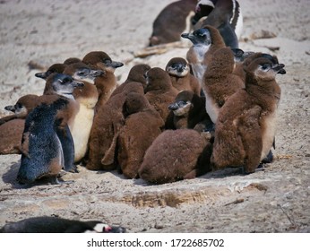 Baby Cape Penguins Huddling Together At Boulders Beach In Cape Town, South Africa