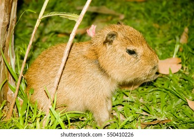 Baby Capibara Stock Photo 550410226 | Shutterstock