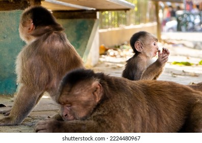 A Baby Capuchin Monkey With Its Parents On The Street In Ecuador