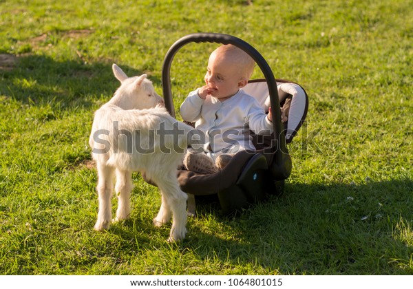 Baby in the\
car seat and little goat on grass,\
