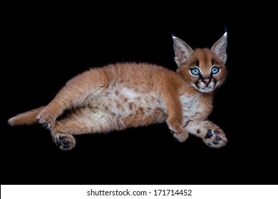 Baby Caracal