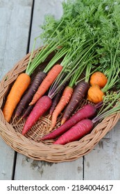 Baby Carrot Is A Carrot Harvested Before Reaching Maturity And Sold At That Smaller Size.A Baby-cut Carrot Is A Small Piece Cut From A Larger, Baby Carrots Are Often Marketed As 