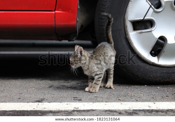 baby cat beside a\
car