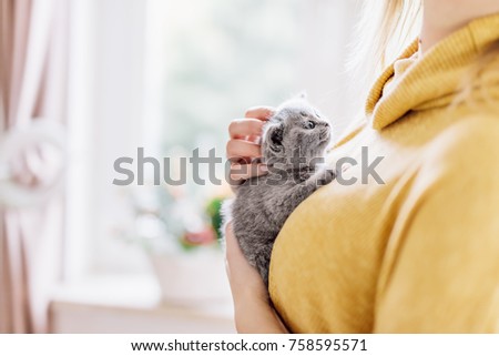 Baby cat hugged by a woman, laying on her chest and staring at her. British shorthair cat.