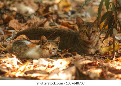 A baby cat with mother - Shutterstock ID 1387648703