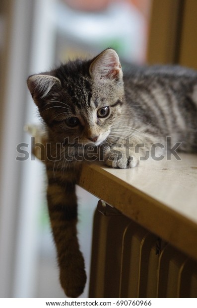 Baby Cat On Window Bench Hanging Stock Photo Edit Now 690760966