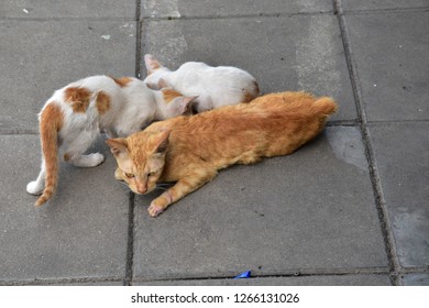 Maman Bebe Calin Images Stock Photos Vectors Shutterstock