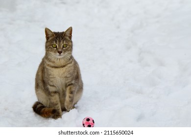 Baby Cat Playing In Snow