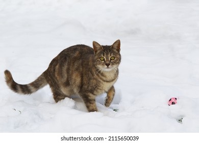 Baby Cat Playing In Snow