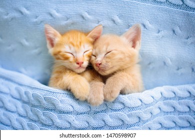 Baby cat sleeping. Ginger kitten on couch under knitted blanket. Two cats cuddling and hugging. Domestic animal. Sleep and cozy nap time. Home pet. Young kittens. Cute funny cats at home.