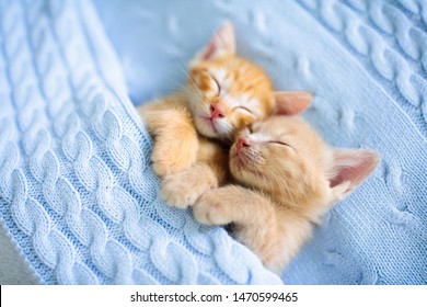 Baby Cat Sleeping. Ginger Kitten On Couch Under Knitted Blanket. Two Cats Cuddling And Hugging. Domestic Animal. Sleep And Cozy Nap Time. Home Pet. Young Kittens. Cute Funny Cats At Home.