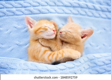 Baby cat sleeping. Ginger kitten on couch under knitted blanket. Two cats cuddling and hugging. Domestic animal. Sleep and cozy nap time. Home pet. Young kittens. Cute funny cats at home.