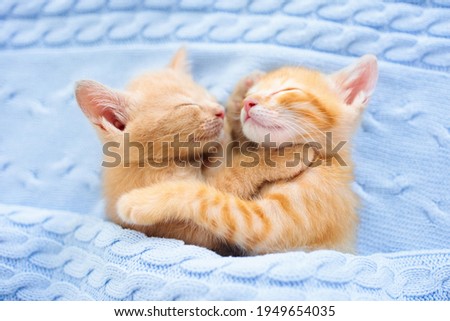 Baby cat sleeping. Ginger kitten on couch under knitted blanket. Two cats cuddling and hugging. Domestic animal. Sleep and cozy nap time. Home pet. Young kittens. Cute funny cats at home.