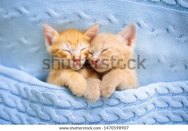 Baby cat sleeping. Ginger kitten on couch under\
knitted blanket. Two cats cuddling and hugging. Domestic animal.\
Sleep and cozy nap time. Home pet. Young kittens. Cute funny cats\
at home.