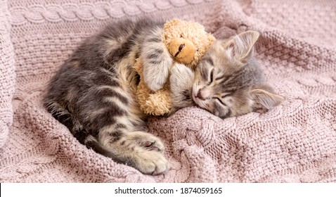 Sleeping Baby Kitten Images Stock Photos Vectors Shutterstock