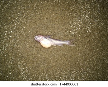 Baby Catfish Hd Stock Images Shutterstock