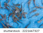 Baby catfishes are located in a traditional pond. Catfish breeding is one of the popular small and medium enterprises in Indonesia.