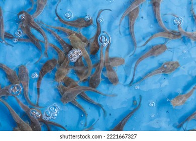 Baby catfishes are located in a traditional pond. Catfish breeding is one of the popular small and medium enterprises in Indonesia.