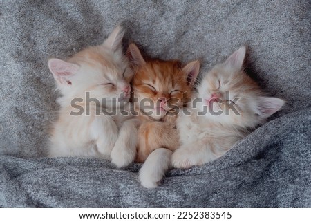 Baby cats sleeping. Ginger kittens on couch under knitted blanket. cats cuddling and hugging. Domestic animal. Sleep and cozy nap time.