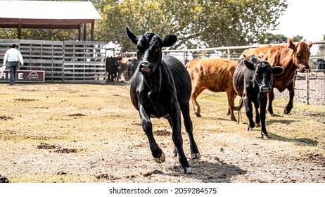 Baby Cattle Running Towards The Camera. 