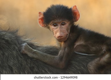 Baby chacma baboon (Papio ursinus) is siiting on the back of its mother with cute face and yellow background