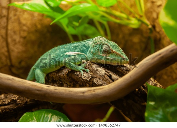 Baby Chameleon Chamaeleon Sleep On Branch Stock Photo Edit Now