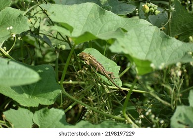 Baby Chameleon Chasing Prey In The Grass.