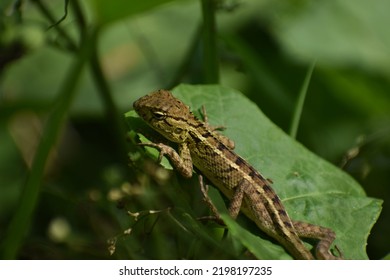 Baby Chameleon Chasing Prey In The Grass.