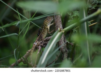 Baby Chameleon In The Grass Area.