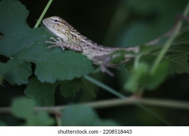 A Baby Chameleon Is Resting On The Cool Leaf.