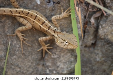 The Baby Chameleon In Search Of Prey.