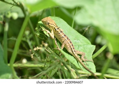 Baby Chameleon Is In Search Of Prey.